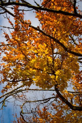 Fagus sylvatica - buk lesní - listy podzim